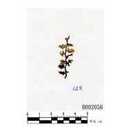 藏品(單羽絨蘚)的圖片